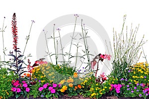 Annual Flowers Flowerbed Panorama, Isolated Horizontal Panoramic Blooming Cardinal Flower Bed Closeup, Flowering Begonias, Balsams