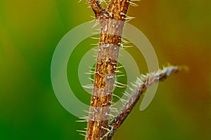 annual grassy plant typical of the Italian peninsula