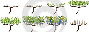 Annual growth cycle of grapevine