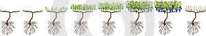 Annual growth cycle of grapevine