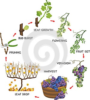 Annual growth life cycle of grapevine isolated on white background.