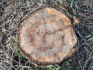 Annual growth rings on a tree trunk