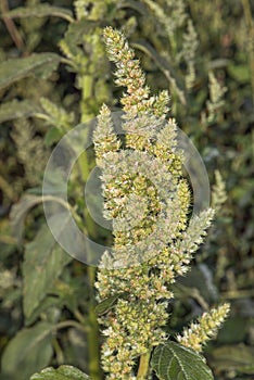 An annual herb, a species of the genus Shiritsa Amaranthus of the Amaranth family.