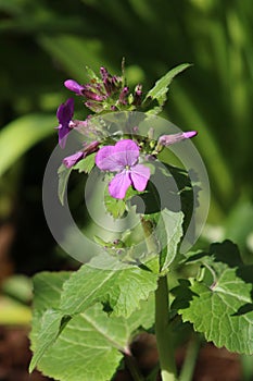 Annual Honesty, lunaria annua, purple flower