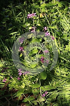 Annual Honesty, lunaria annua, purple flower