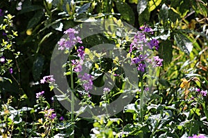 Annual Honesty, lunaria annua, purple flowers