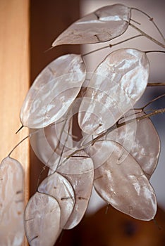 Annual honesty, Lunaria annua, silicle membranes close up