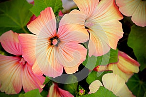 Annual mallow (Lavatera trimestris) beautiful flowers background