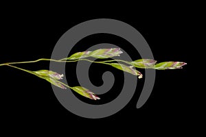 Annual Meadow Grass Poa annua. Inflorescence Detail Closeup