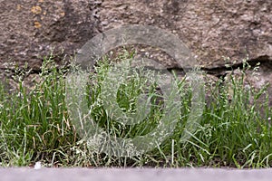 Annual meadow-grass & x28;Poa annua& x29; plants in flower photo