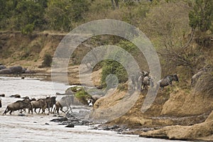 Annual migration of wildebeest Masai Mara