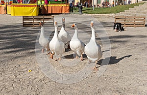 Annual paprika fair in the town of Felanitx