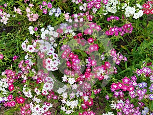 Annual phlox, phlox drummondii in garden.
