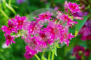 Annual phlox varieties `Star rain` in the garden close-up