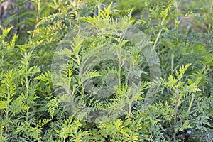 Annual Ragweed, Ambrosia Background