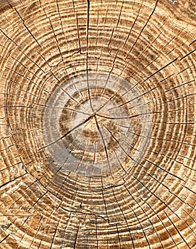 Annual rings and cracks in an old tree