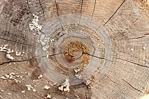 Annual ring on a saw cut of a tree trunk