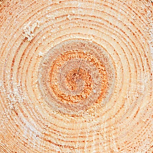 Annual rings on sawn pine tree timber wood