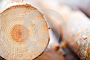 Annual rings on sawn pine tree timber wood