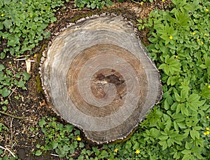 Annual rings on the stump