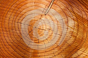 Annual rings on a tree trunk