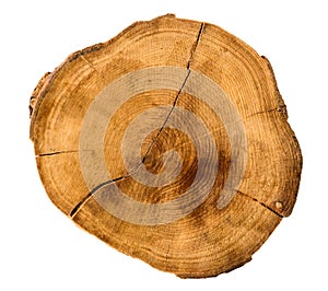 Annual tree growth rings of the cross-section of a tree trunk isolated on white