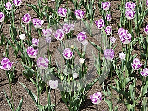 Canadian Tulip Festival, Ottawa Tulips Carnaval de Nice