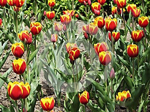 Canadian Tulip Festival, Ottawa. Tulip Cam back field