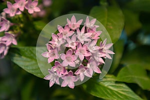 Pentas lanceolata- Pentas lanceolata K. Schum. photo