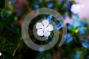 Annual Vinca Beautiful White Flower