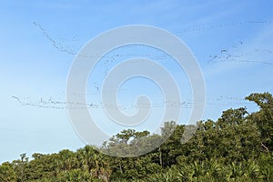 Annual Winter Duck Migration