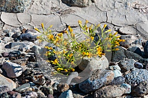 Annual xerophytic herbaceous plants on the bottom of a dry river among stones in the Texas photo