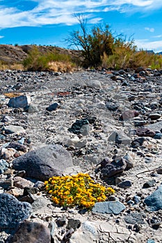 Annual xerophytic herbaceous plants on the bottom of a dry river among stones in the Texas photo