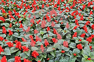 Annuals Red Flowers photo