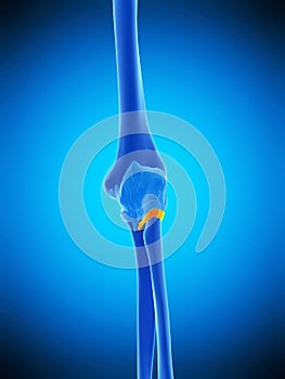 The annular ligament