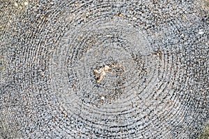 Annular rings on a stump of a slaughtered tree in a forest