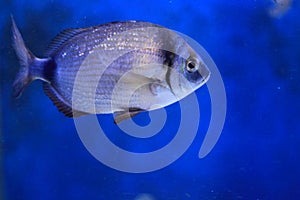 Annular seabream