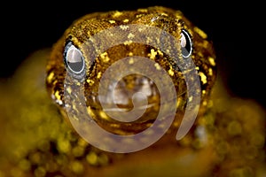 Annulated gecko Gonatodes annularis female photo