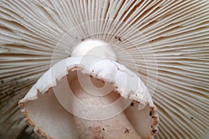 Annulus and spore gills of a Amanita rubescens