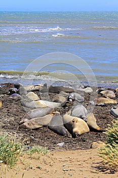 Ano Nuevo State Park with Elephant Seals on Beach, California, USA