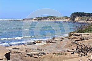 Ano Nuevo State Park with Elephant Seals on Pacific Beaches, Central California