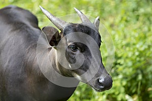 Anoa