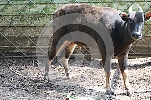 Anoa has blackish brown fur at Ragunan Zoo