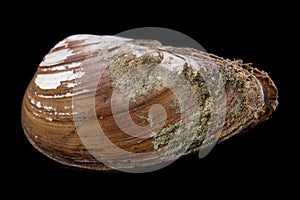 Anodonta Anatina empty shell. A clam shell living in the lakes of Central Europe photo