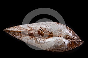 Anodonta Anatina empty shell. A clam shell living in the lakes of Central Europe photo