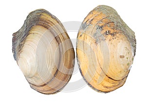 Anodonta is a genus of freshwater mussels