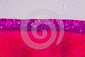 Anodonta gills ciliated epithelium under the microscope - Abstract pink and purple color on white background