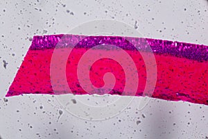 Anodonta gills ciliated epithelium under the microscope - Abstract pink and purple color on white background