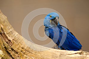 Anodorhynchus leari - Lears macaw