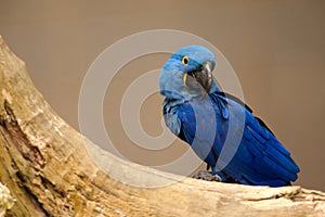 Anodorhynchus leari - Lears macaw in Brazil